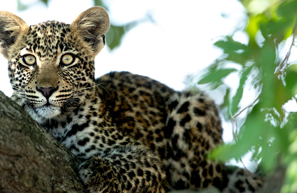 Leopard-_-Ross-Couper