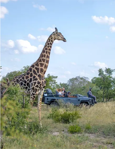 Discover South Africa’s Best Private Game Reserves