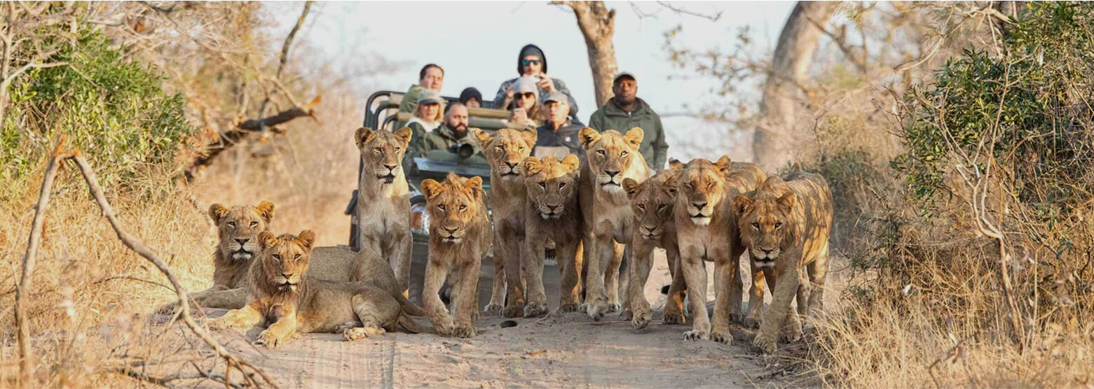 safari-wild safari-wild