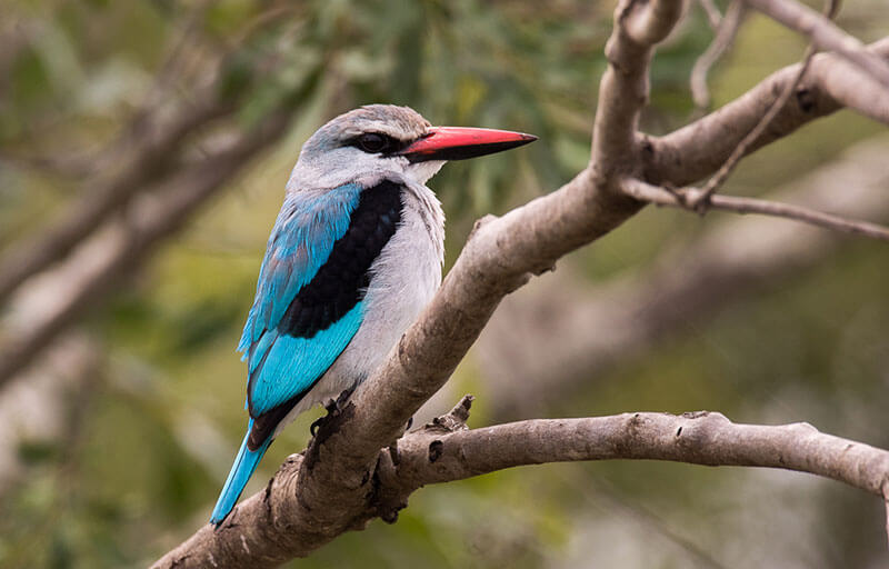 Birdwatrching