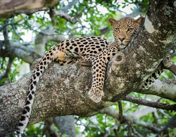 Kruger National Park